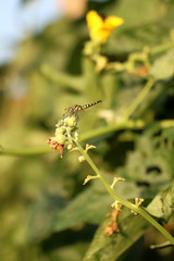  Chinese insect wild dragonfly  