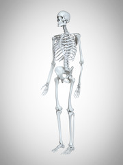 3d rendered medically accurate illustration of a human skeleton