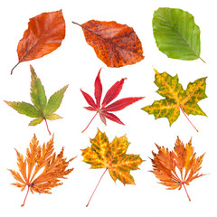 Collection of autumn leaves isolated on white background