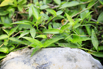Lizard in green bush eats grasshopper