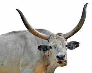big white bull with horns