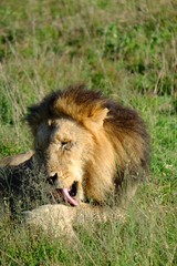 Lion Licking Paws South Africa Safari