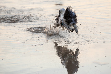 Little black and white dog running around in shallow waters.