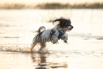 Fototapeta na wymiar Little black and white dog running around in shallow waters.