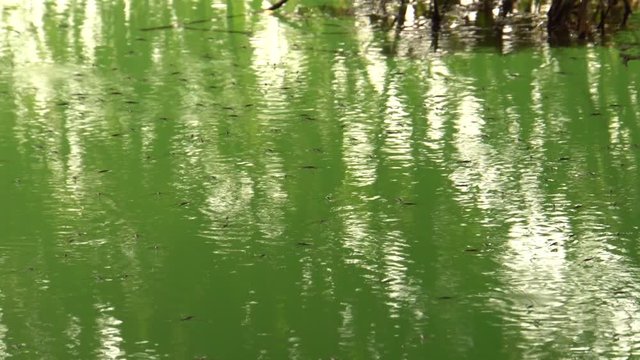 Flock of bedbugs of hydrometer Gerris lacustris running on the water of the lake in the shade under a willow in the foothills of the North Caucasus