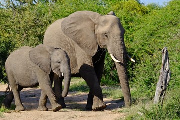 Obraz premium Elephant Family South Africa Safari 