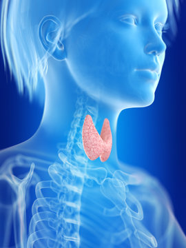 3d rendered medically accurate illustration of a womans thyroid