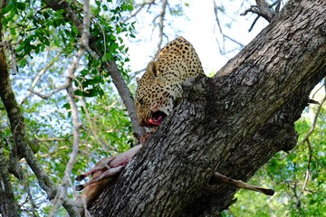 Fototapeta na wymiar Wild Leopard Kill South Africa SAfari