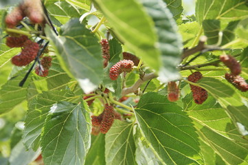 photo of mulberry berries on bushes, varying degrees of maturity