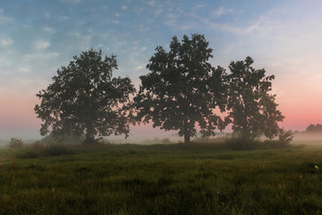 Fototapeta na wymiar Three oaks over misty sunrise.