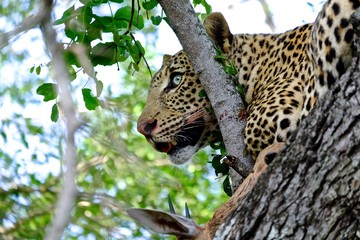 Wild Leopard Kill South Africa Safari