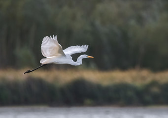 Fliegender Silberreiher