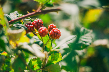 Wild blackberries
