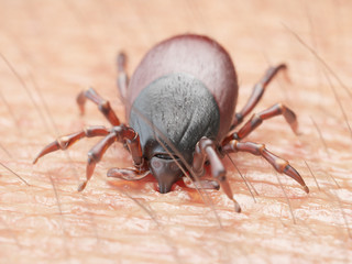 3d rendered illustration of a tick biting in human skin