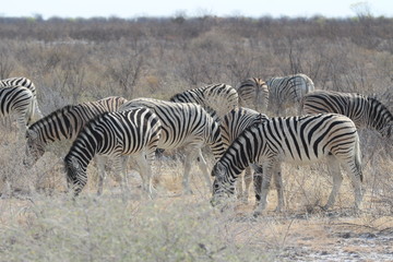Naklejka na ściany i meble Zebra in Afrika