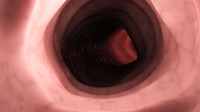 3d rendered medically accurate illustration of a healthy human colon from inside