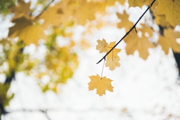 Yellow maple leaves background. Autumn forest. Maple tree. 