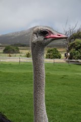 Ostrich Animal South Africa