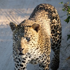 Fototapeta na wymiar Big Cat Leopard South Africa