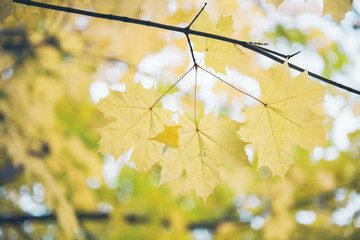 Yellow maple leaves background. Autumn forest. Maple tree. 