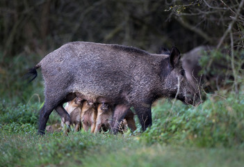 Piglets suckling wild boar in forest