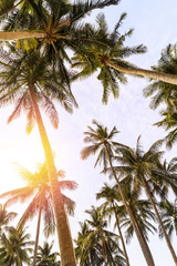 Naklejka na ściany i meble Background of tall palm trees and bright sky