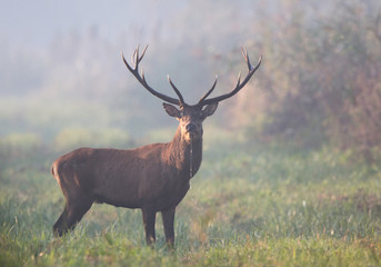 Naklejka na ściany i meble Red deer in forest on foggy morning