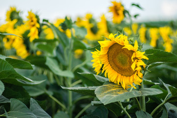 Sunflower in the fields.