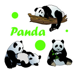 Vector images of a panda isolated on white background, can be used as a book and magazine illustration, in the design of cards, prints, textiles and other
