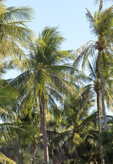 Fototapeta na wymiar Nature background of palm tree forest