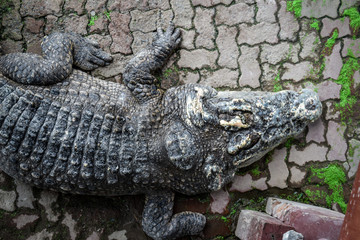 Crocodile