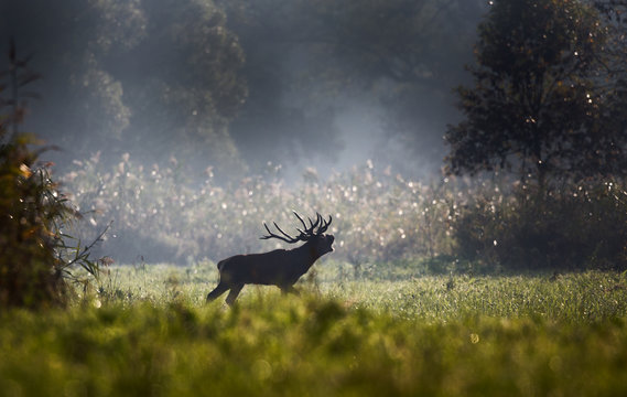 Fototapeta Red deer roaring in forest