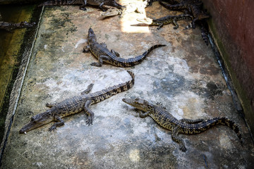 Crocodile