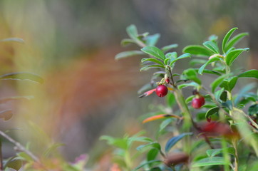 Preiselbeeren, Makroaufnahme