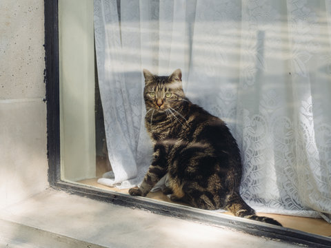 Chat de ville derri&egrave;re une fen&ecirc;tre, Montmartre, Paris