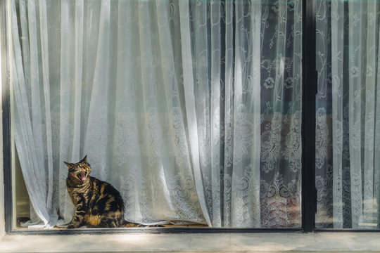 Cat sitting by window
