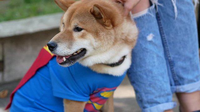 Attractive Akita dog in a halloween costume