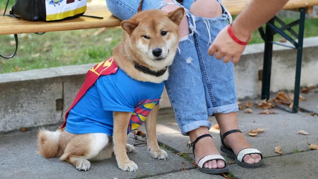 Lovable doggie, like Hatiko licks a man's hand. Cosplay of animals. Superheroes suits concept
