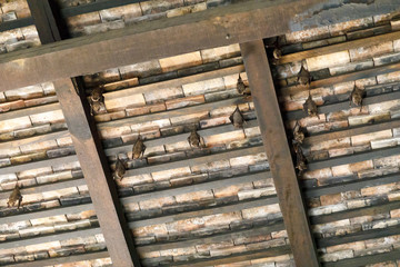 Bats hang under brown wooden roof