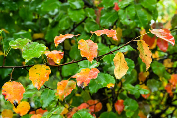 colored leaves of apple tree on branch in rain