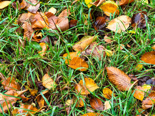 fallen leaves in wet green grass on lawn in rain