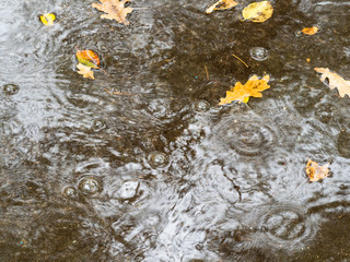 raindrops and yellow leaves of oak tree in puddle