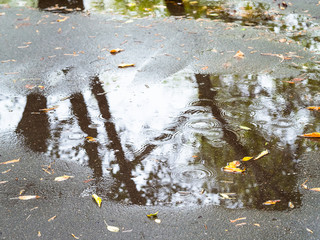 puddle with fallen leaves on path in urban park