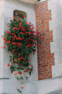 Fleur de ville, Montmartre, Paris