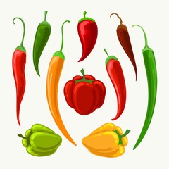 Vector different peppers. Jalapeno and cayenne, paprika and bulgarian papper illustration isolated on white background