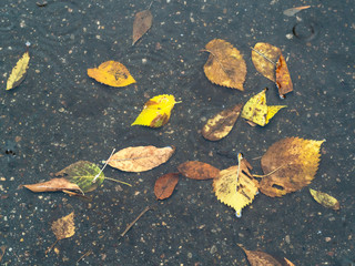 above view of fallen leaves in puddle in rain