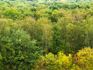 Fototapeta na wymiar wet yellow and green trees in forest in rain