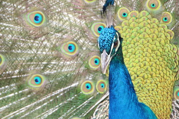 wundersch&ouml;ner Pfau