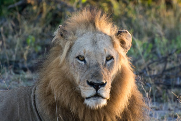 Male Lion (Panthera leo) portrait taken in the Greater Kruger, South Africa