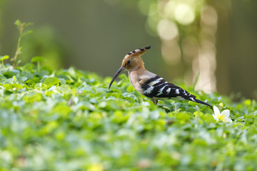 Closeup of hoopoe bird on a grass